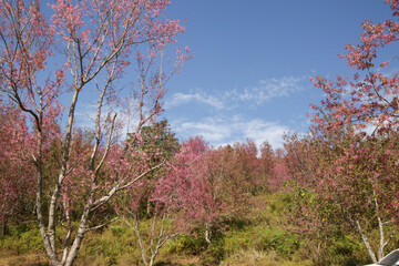 Obraz na płótnie Canvas Spring Cherry blossoms, pink flowers.