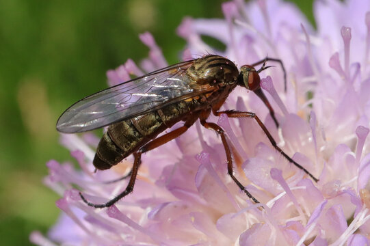 Empis livida