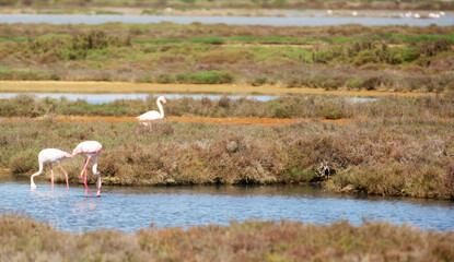 flamingo birds during migration at the mouth of the river