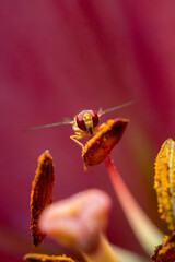 close up photo of a hoverfly - family Syrphidae. an insect sits in the middle of a flower. macro shot 