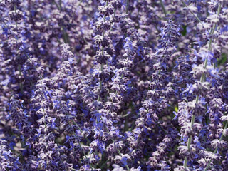 Russian Sage (Perovskia atriplicifolia)