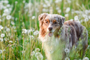 świąteczny portret psa wiosną w kwiatach - obrazy, fototapety, plakaty