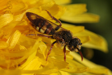 Nomada sp.