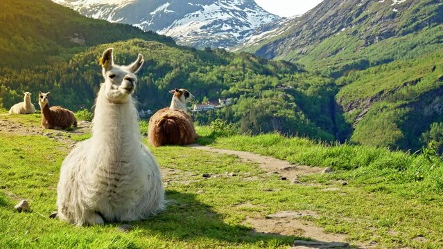 Heard of Llamas sitting on a mountainside with picturesque mountain landscape views in the early morning sun