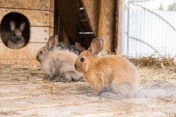 A small red rabbit on a wooden floor on a straw mat with rabbits out of focus