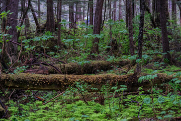 Lush flora in woods jungle wilderness rain forest nature landscape scenery in national park near Hoonah, Icy Strait Point in Alaska with trees, bushes, flowers and green grass environment