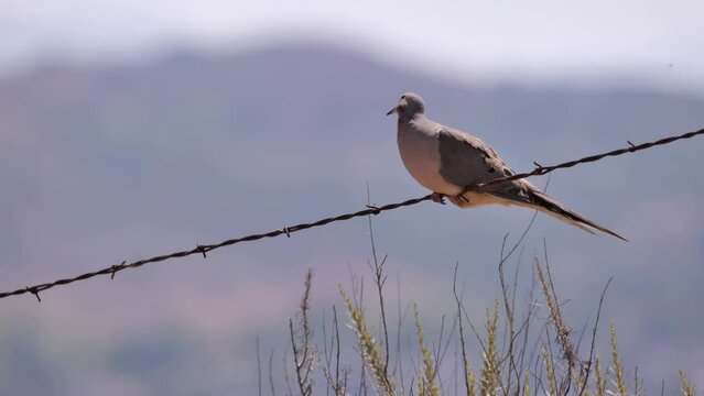 Mourning Dove (Zenaida macroura) is a small pigeon, native to North and Central America.