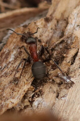 Fourmi rousse des bois (Formica rufa)