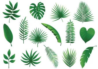 Foto op Plexiglas Tropische bladeren Tropic leaf set. Vector illustration