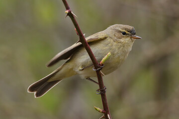 Pouillot véloce (Phylloscopus collybita)