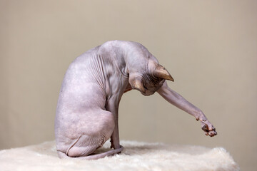 Close-up portrait of a hairless Sphynx cat sitting and washing its outstretched paw