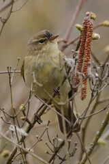 Pouillot véloce (Phylloscopus collybita)