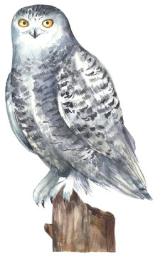 Snowy owl bird illustration