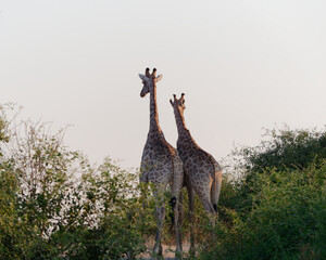 Back view of a two giraffes standing against a cloudless and colourless sky in the background,...