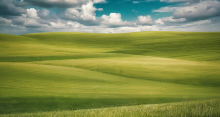 Fototapeta premium Beautiful field with a green grass and sky on horizon