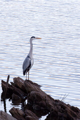A view of cocoi heron at lake