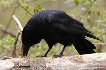 Corneille noire (corvus corone)