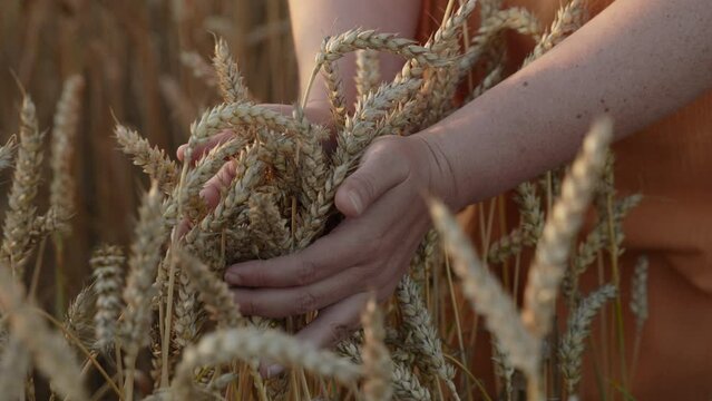 Woman collects ripe ears of wheat in armful with hands, close-up. Farmer rejoices at rich harvest of raw materials for bread at sunset, slow motion. Concept of caring for nature, food crisis.