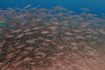Big school of swimming fish in the tropical ocean. Aquatic wildlife, school of fish. Animals in the water. Underwater marine life, photography from scuba diving in the blue water.