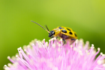 A yellow insect (probably a spotted cucumber beetle, Diabrotica undecimpunctata), on the flower of a sensitive briar in Sarasota, Florida