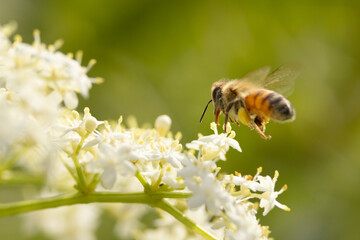 A honey bee (Apis mellifera) gathering pollen from the flowers of an elderberry shrub