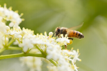 A honey bee (Apis mellifera) gathering pollen from the flowers of an elderberry shrub