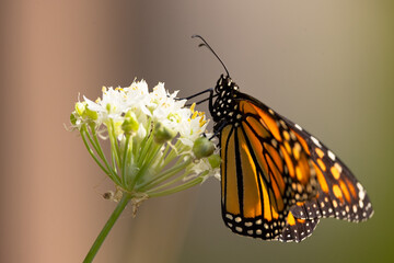 Monarch butterfly (Danaus plexippus) on the flowers of what might be an onion or chive plant
