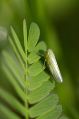 A small green insect, possibly a leafhopper, on a compound leaf in Sarasota, Florida