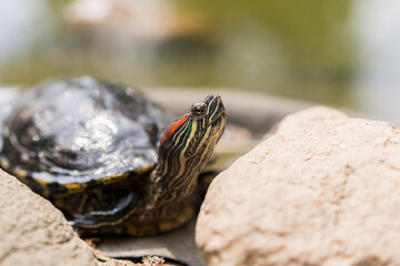 A contented red-eared turtle basks in the sun