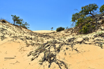 Plants growing on White Sand Dunes of Mui Ne, Vietnam