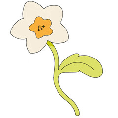 Daffodil