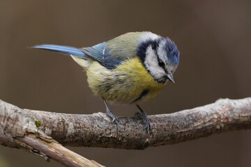 Mésange bleue (Cyanistes caeruleus)