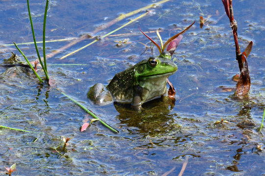 Green Frog in Wetlands at Lake Terrell, Washington