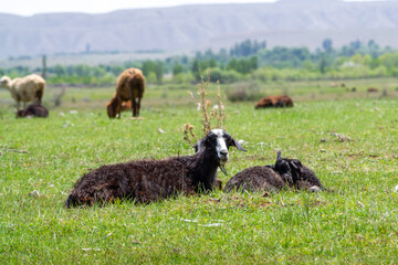 Goats and sheep, livestock in the background of mountains and fields around Issyk-Kul, Kyrgyzstan