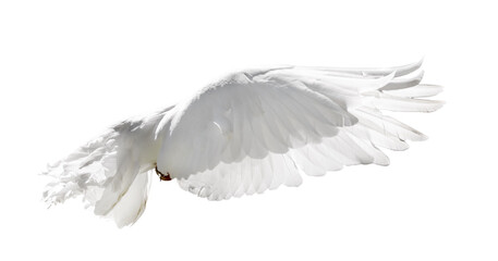 Fototapeta na wymiar isolated flying pure white pigeon with lush tail