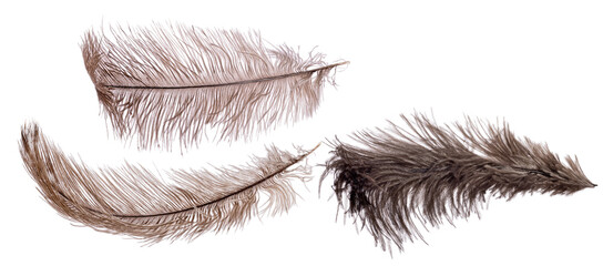 isolated brown three wide fluffy ostrich feathers