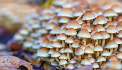 large yellow group of poison small toadstools