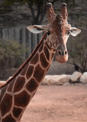 Giraffe
