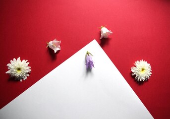 white flower of chrisantemum and bell on red background and white paper frame with copy space