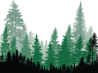 fir trees green high forest on white background