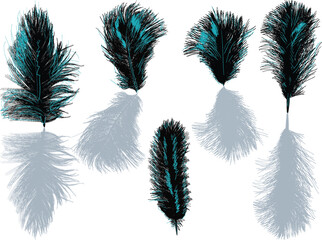 five blue and black feathers isolated on white