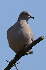 Tourterelle turque (streptopelia decaocto)