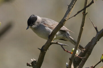 Fauvette à tête noire (sylvia atricapilla)