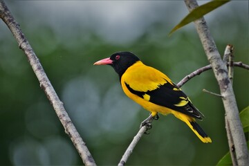 Black hooded Oriole on a tree