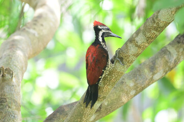 Red-backed flame back wood pecker on tree