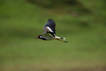 Lapwing in flight