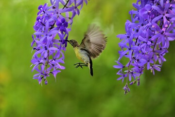 Sunbird on a flower sucking nectar