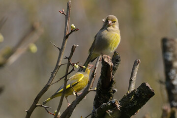 Verdier d'europe (chloris chloris --- carduelis chloris)