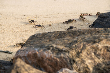 Rock crabs walking on Maldivien beach in early morning 