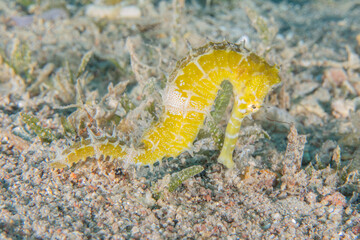 Sea ​​horse in the Red Sea Colorful and beautiful, Eilat Israel